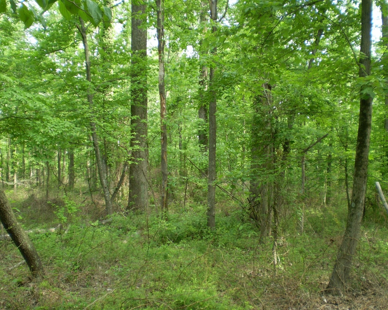 Gladden Memorial Woodland trees