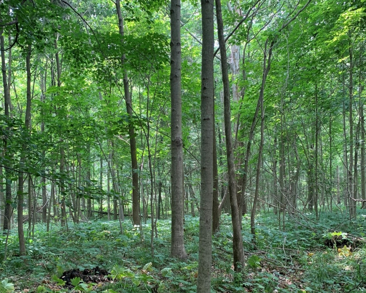 Harrold Woodland greenery