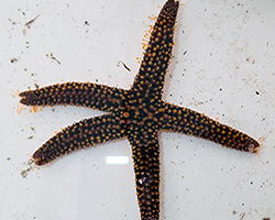 Starfish on table, Marine Biology Practicum.