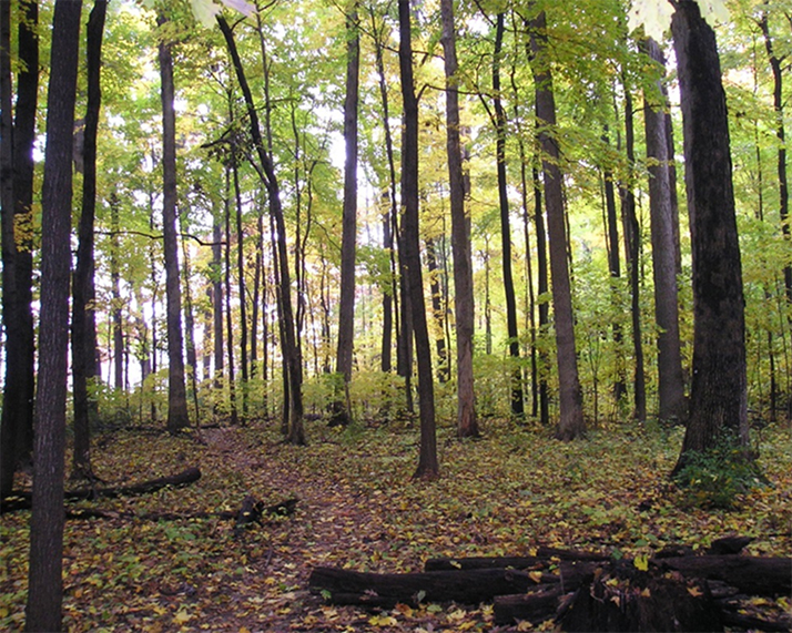 McCormick Woods trees and fallen leaves