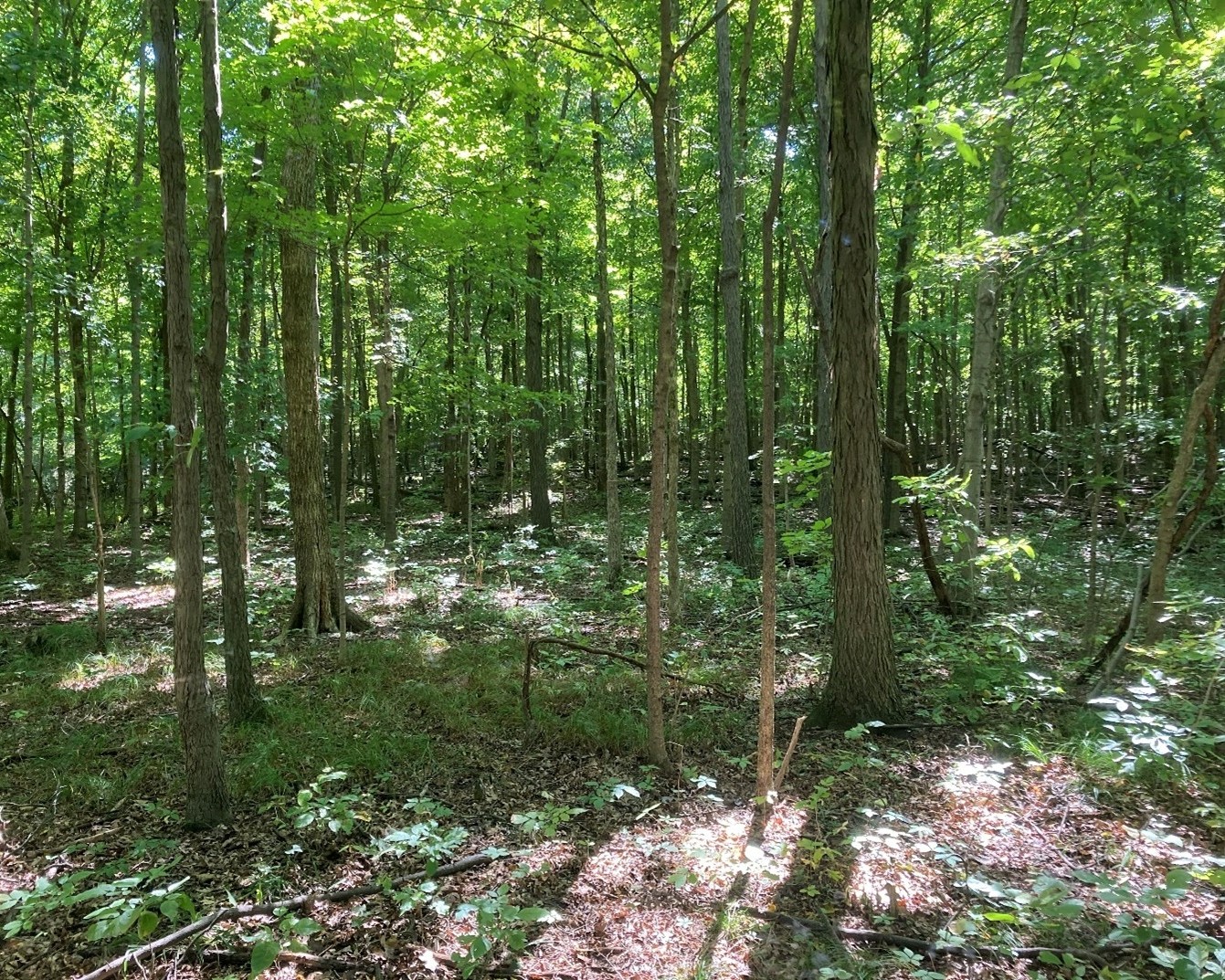 Miller Woodlands trees and ground cover.