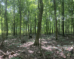 Miller Woodlands trees and ground cover.
