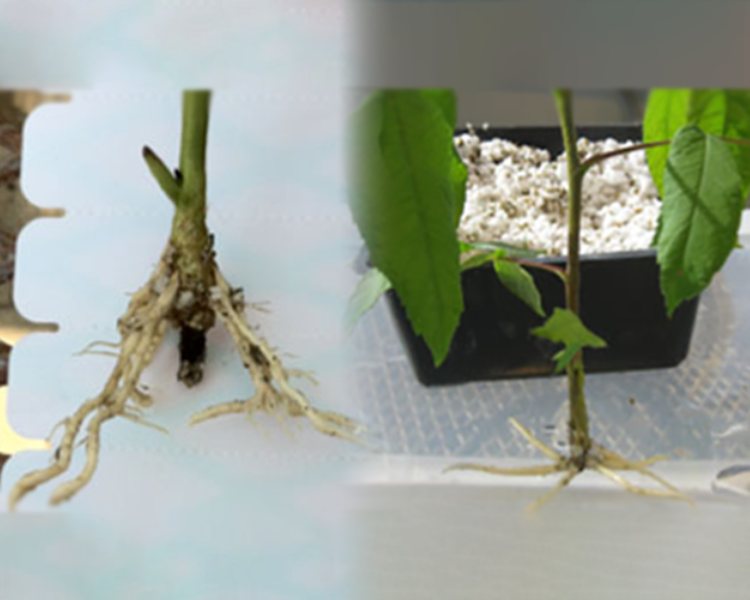 Tree seedling root, Molecular Tree Physiology Lab