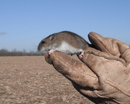 Student holding deer mouse for gathering research data.