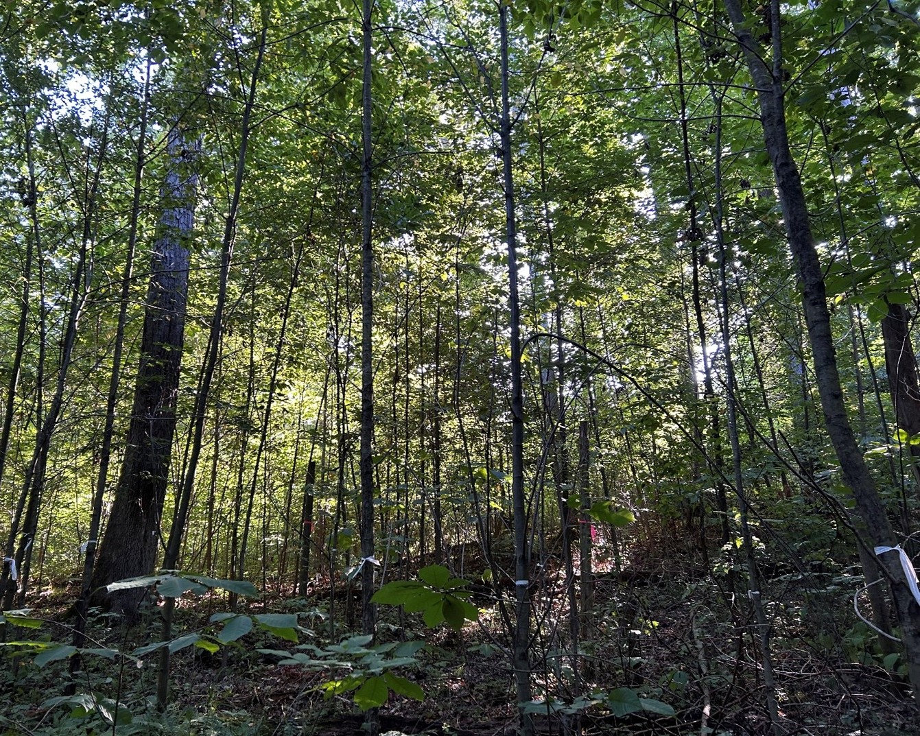 Nelson-Stokes-Lewman property trees