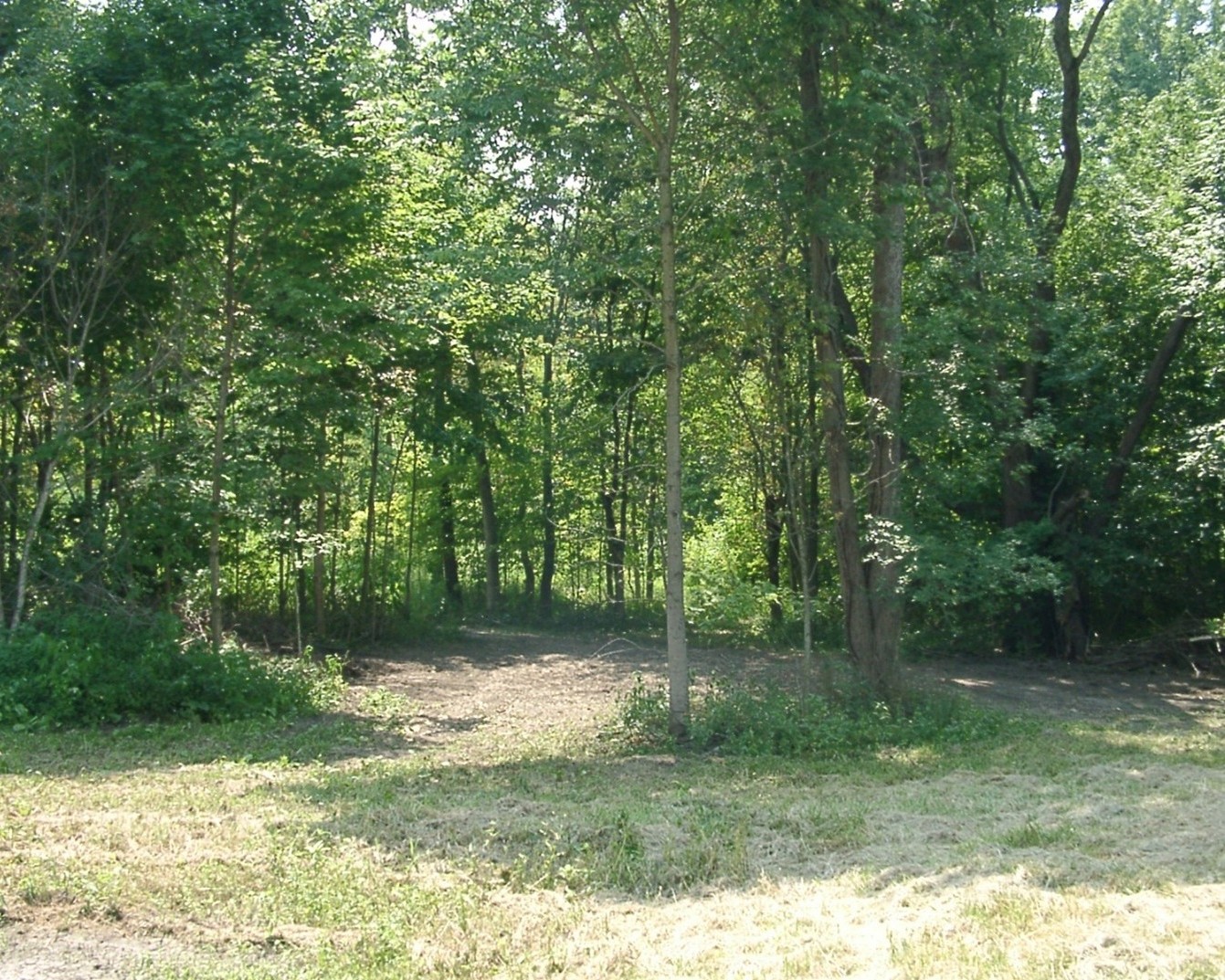 Northeast PAC forest with path