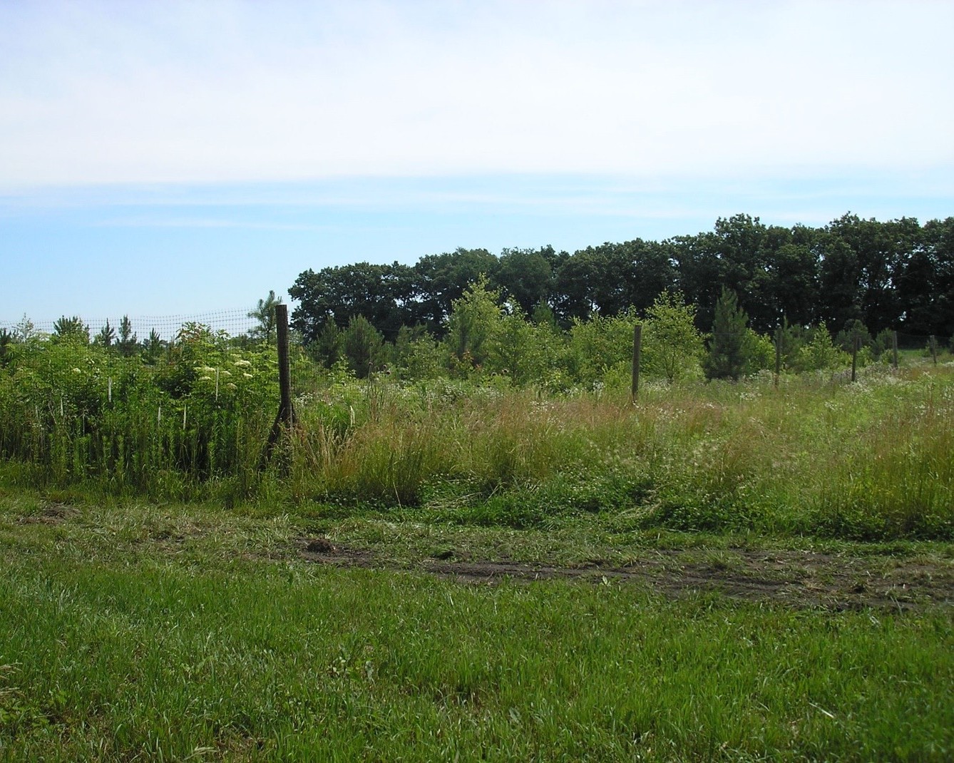 Pinney Purdue Ag Center forest.