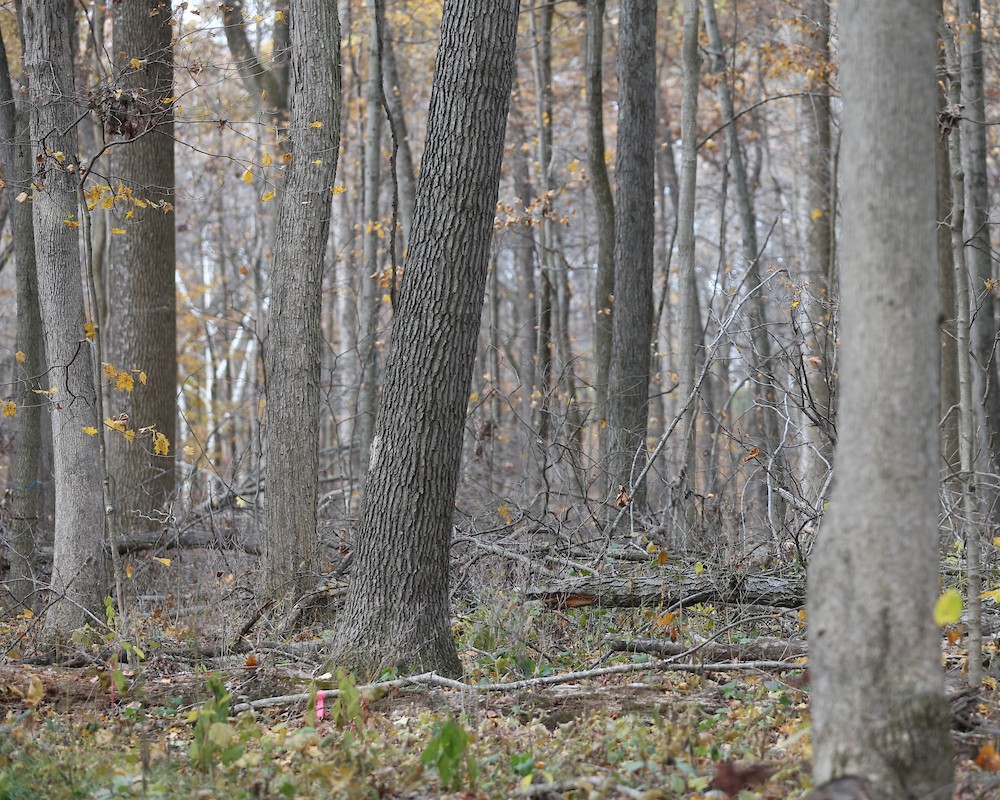 Forest lost all leaves for the fall