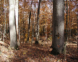 Forest covered in leaves in the fall.