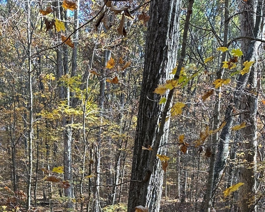 Southern Indiana Purdue Ag Center forest