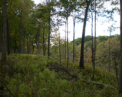 Trees on a hill in Stephens Forest.