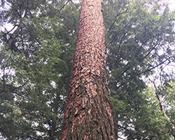 Large tree with photo angle looking up, FNR Summer Practicum.