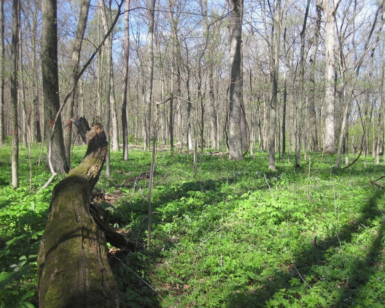 Trees in Throckmorton/Meigs Purdue Ag Center.