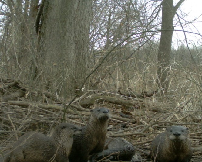 Otters caught in camera shot, Wildlife Conservation Lab