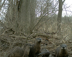 Otters caught in camera shot, Wildlife Conservation Lab