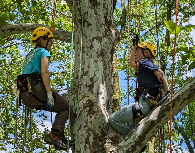 Two students in climbing gear in large tree, Urban Forestry course.