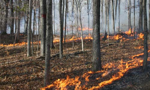 Prescribed fire in forest.