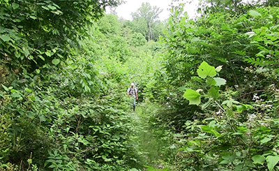 Man walking through green forestland