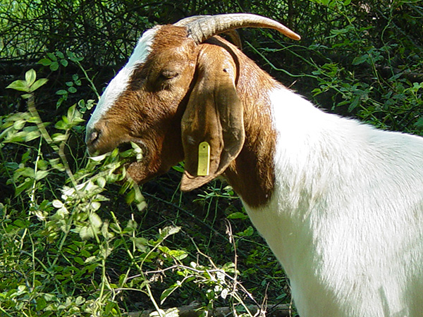 Goat eating invasive species in forest groundcover.