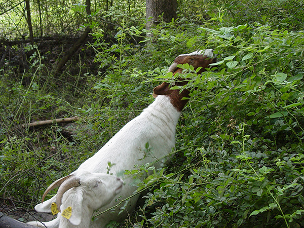 Goat eating leaves of invasive species, FNR research.
