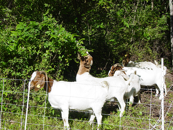 Group of goats eating the invasive species, FNR research.