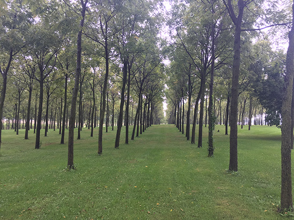 Hardwood trees