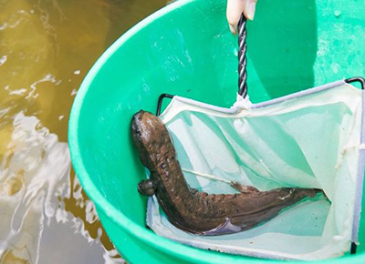 Hellbender salamander pictured in a net inside a bucket