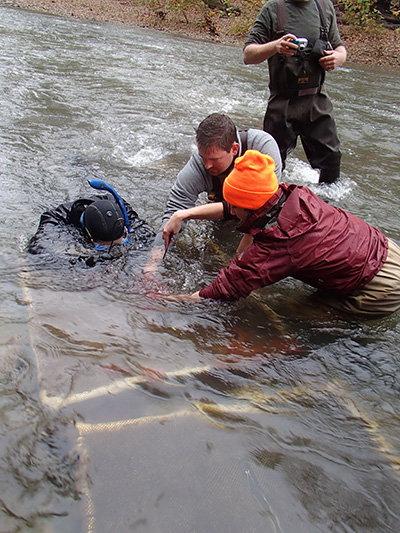 Release of hellbenders into the river.