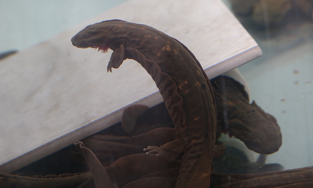 Young hellbender in tank.