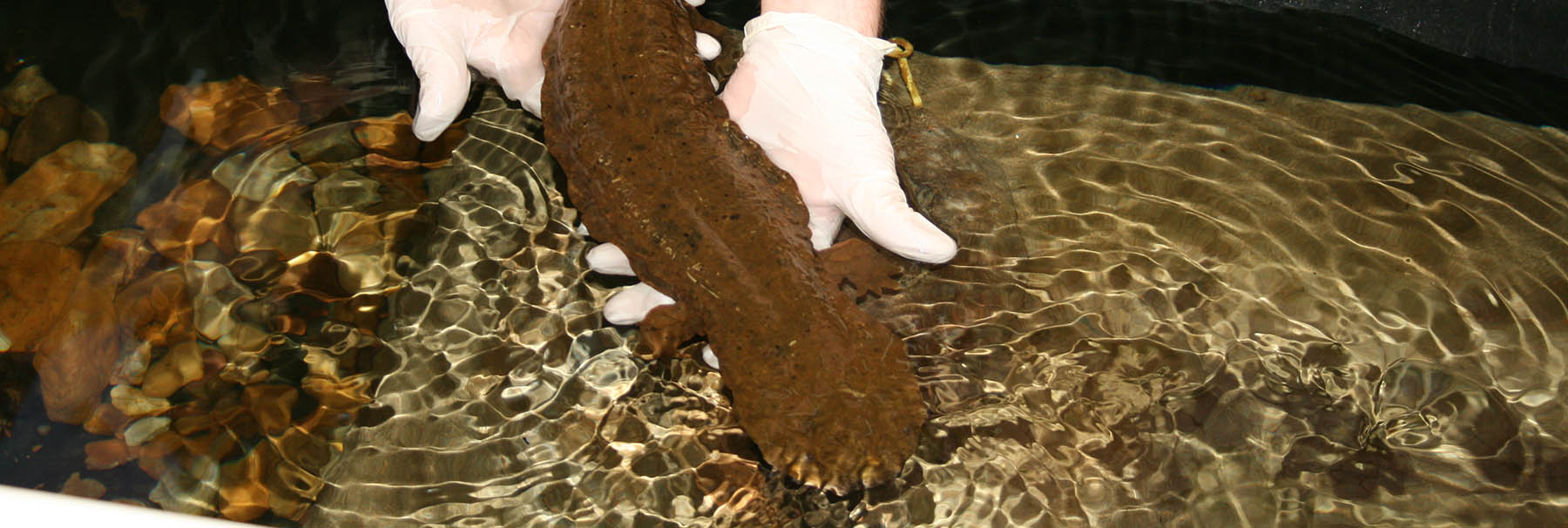 Hellbender being held in captivity for health check.