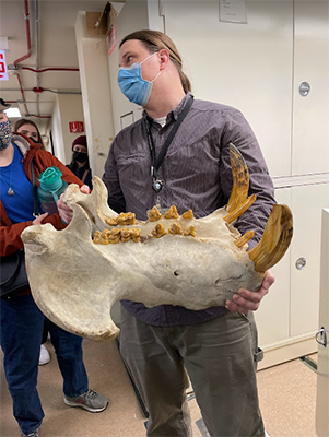 Dr. Adam Ferguson holds a hippo jaw at the Field Museum in Chicago