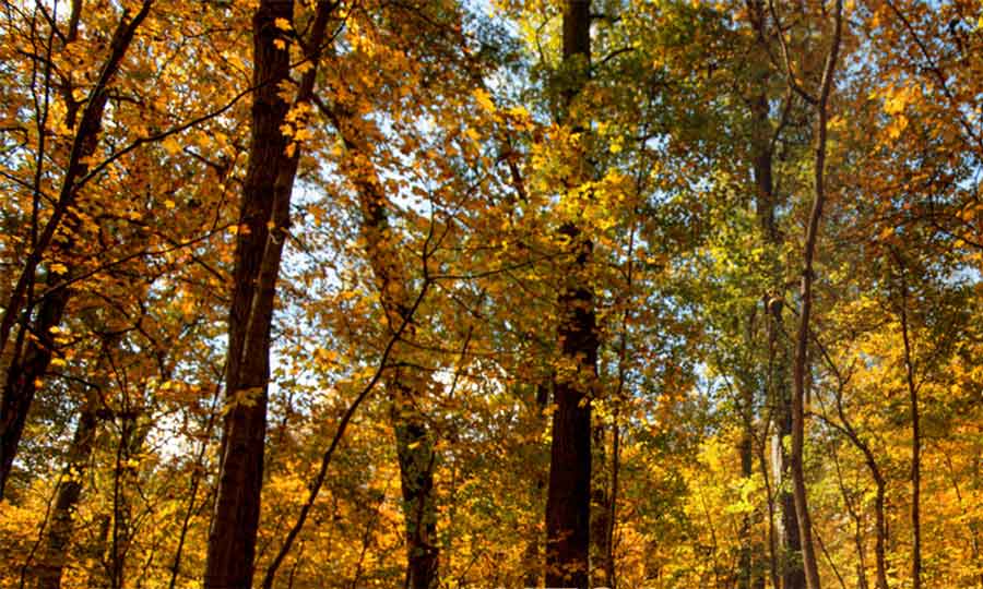 Purdue Alumni Magazine Goes Into the Woods with FNR Foresters