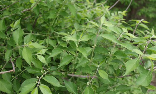 Invasive species, McIntire-Stennis Project, image of invasive plant in forest.