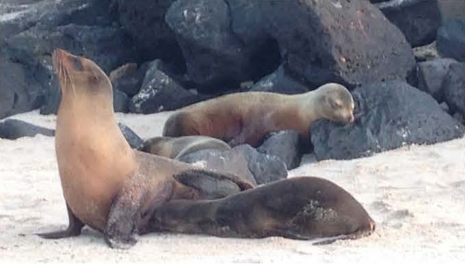 Study Abroad trip in Galapagos Islands, seal.