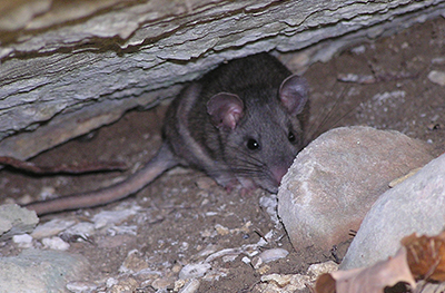 Allegheny woodrat