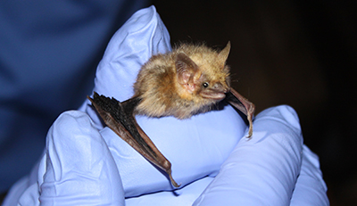 Scott Johnson holds a bat with white nose syndrome