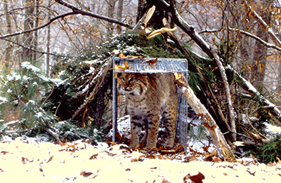 Bobcat leaving a trap