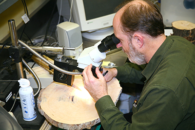 examining ring-widths in a tree disk cross-section in the University of Alaska Fairbanks Climate Tree Ring Laboratory.