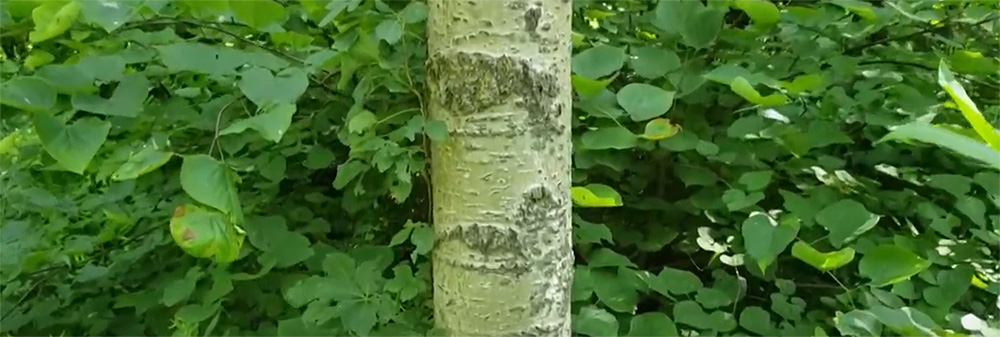 Large tooth aspen