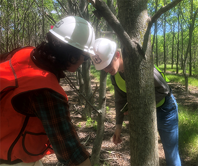 REEU program interns working with tree plantings in the woods