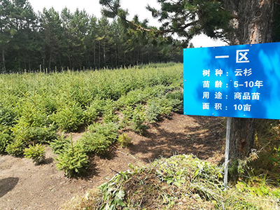 Planted forest in China