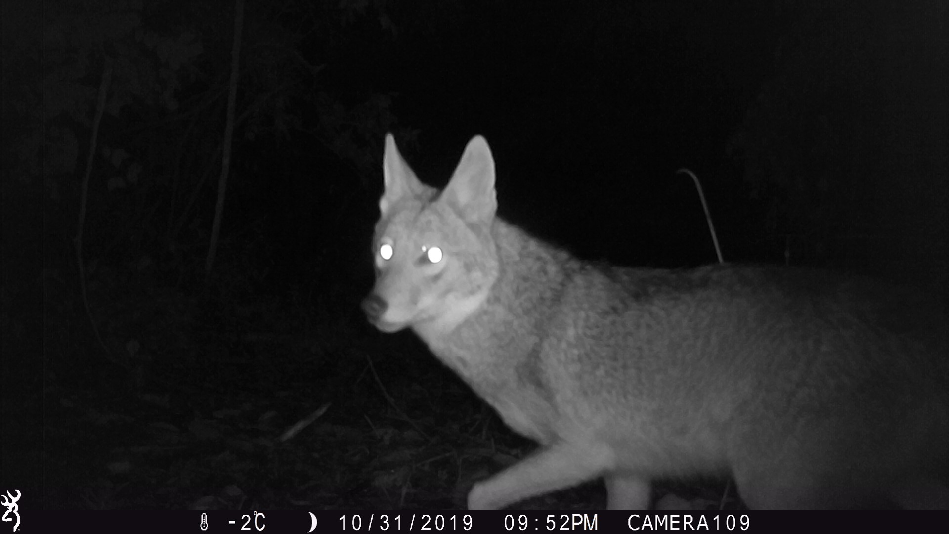 Trail camera photo of a coyote