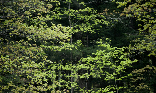 Forest trees, Nationwide Mapping of Tree Species Diversity in the United States McIntire-Stennis Research Project.