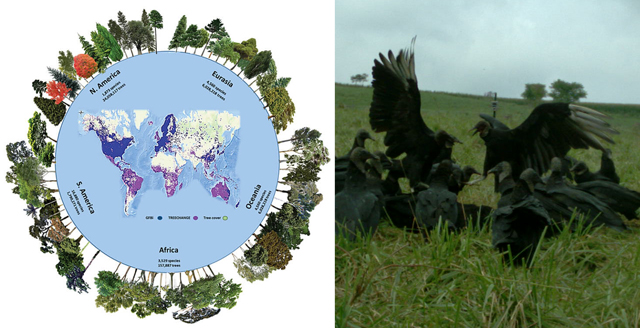 A map of trees of the world and a photo  of black vultures eating