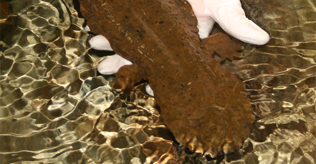 Hellbender being held in captivity for health check.
