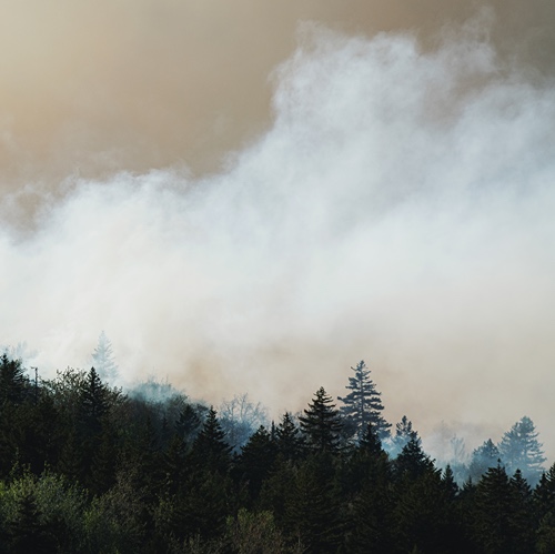 Smokey forest wildfire