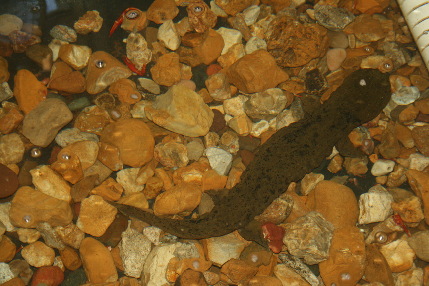 Juvenile hellbender in tank swimming.