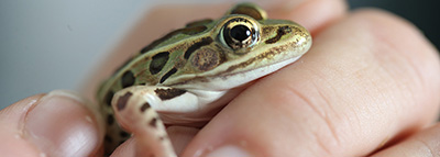An up-close photo of a Northern leopard frog