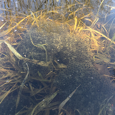 Northern leopard frog egg masses