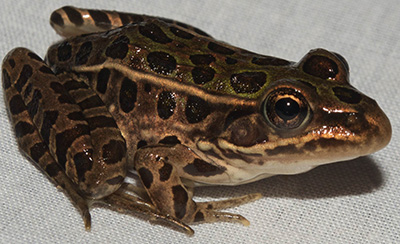 northern leopard frog side profile